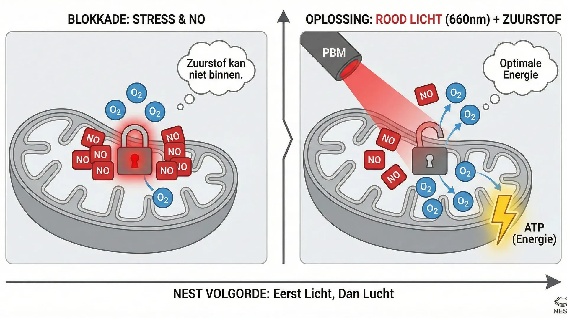 Licht vóór lucht: De fotobiomodulatie paradox